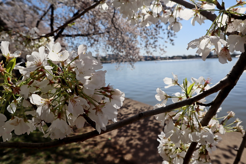 How I Experienced the Cherry Blossoms in Full Bloom at the Tidal Basin
