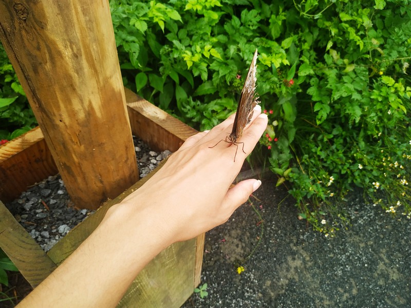 My Fascinating Experience at Roer’s Zoofari Wings of Wonder in Vienna, Virginia